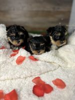 Yorkshire Terrier Puppies for sale in Bay Minette, Alabama. price: $2,000