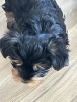 Yorkshire Terrier Puppies for sale in Wilson, Texas. price: $600
