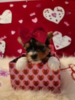 Yorkshire Terrier Puppies for sale in Lenoir, NC, USA. price: $130,000
