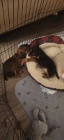 Yorkshire Terrier Puppies for sale in Orlando, Florida. price: NA