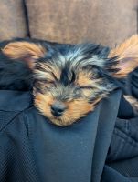 Yorkshire Terrier Puppies for sale in Sutherland, Nebraska. price: $1,500