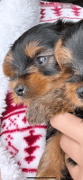 Yorkshire Terrier Puppies for sale in Baltimore, Maryland. price: $1,300