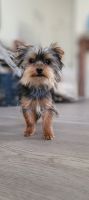 Yorkshire Terrier Puppies for sale in Lancaster, California. price: $1,800