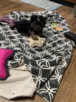 Yorkshire Terrier Puppies for sale in Waynesboro, Tennessee. price: $800