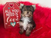 Yorkshire Terrier Puppies for sale in Gull Lake, Ross Township, MI 49012, USA. price: $1,500