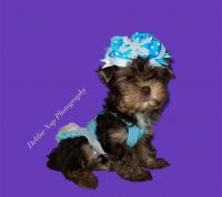 Yorkshire Terrier Puppies for sale in Gull Lake, Ross Township, MI 49012, USA. price: $3,500