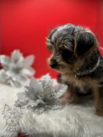 Yorkshire Terrier Puppies for sale in Dallas, Texas. price: $800