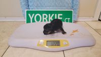 Yorkshire Terrier Puppies for sale in Temple, TX 76502, USA. price: $2,500