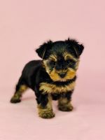 Yorkshire Terrier Puppies for sale in Moreno Valley, California. price: $1,200