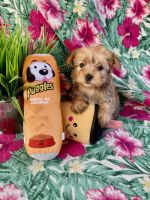 Yorkshire Terrier Puppies for sale in Hesperia, California. price: $900