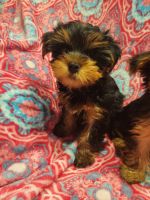 Yorkshire Terrier Puppies for sale in St. Cloud, Minnesota. price: $900
