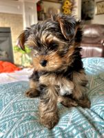 Yorkshire Terrier Puppies for sale in Canby, Oregon. price: $1,600