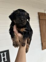 Yorkshire Terrier Puppies for sale in Hartwell, Georgia. price: $1,000