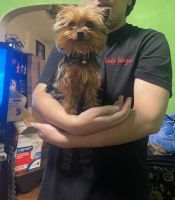Yorkshire Terrier Puppies for sale in Richmond, California. price: $1,300