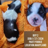 Yorkshire Terrier Puppies for sale in District Heights, MD 20747, USA. price: $1,500