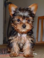 Yorkshire Terrier Puppies for sale in Ansonville, North Carolina. price: $450