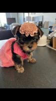 Yorkshire Terrier Puppies for sale in Woodland Hills, California. price: $1,200