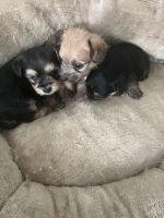 Yorkshire Terrier Puppies for sale in Miami Gardens, Florida. price: $1,000