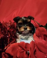 Yorkshire Terrier Puppies for sale in Durham, ON, Canada. price: $1,700