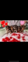 Yorkshire Terrier Puppies for sale in Tracy, California. price: $1,400