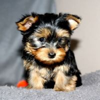 Yorkshire Terrier Puppies for sale in Ewa Beach, Hawaii. price: $450