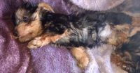 Yorkshire Terrier Puppies for sale in Lebanon, Oregon. price: $800