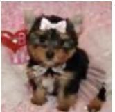 Yorkshire Terrier Puppies for sale in Amston, Connecticut. price: $600