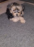 Yorkshire Terrier Puppies for sale in Mansfield, Ohio. price: NA