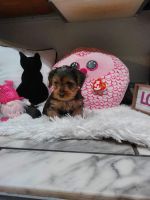 Yorkshire Terrier Puppies for sale in Fort Worth, Texas. price: NA