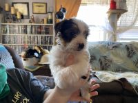 Yorkshire Terrier Puppies for sale in Buchanan, Tennessee. price: $2,500