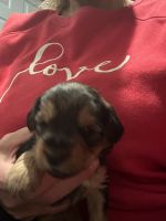 Yorkshire Terrier Puppies for sale in Remsen, Iowa. price: NA