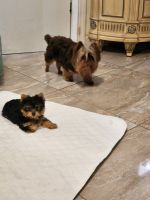 Yorkshire Terrier Puppies for sale in Orlando, Florida. price: $180,000