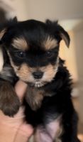 Yorkshire Terrier Puppies for sale in New York City, New York. price: NA