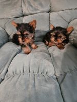 Yorkshire Terrier Puppies for sale in Wilmington, NC, USA. price: $1,800