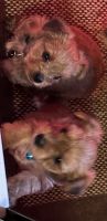 Yorkshire Terrier Puppies for sale in Bowling Green, Kentucky. price: NA
