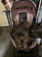 Yorkshire Terrier Puppies for sale in Dayton, Ohio. price: $80,000