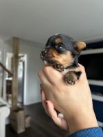 Yorkshire Terrier Puppies for sale in Somerset County, NJ, USA. price: $1,000