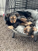 Yorkshire Terrier Puppies for sale in Maricopa, AZ, USA. price: $1,800