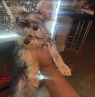 Yorkshire Terrier Puppies for sale in Moreno Valley, CA, USA. price: $700