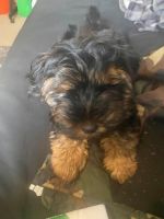 Yorkshire Terrier Puppies for sale in Yonkers, New York. price: NA