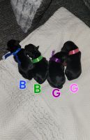 Yorkshire Terrier Puppies for sale in Renville, Minnesota. price: $2,000