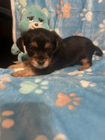 Yorkshire Terrier Puppies for sale in Manning, South Carolina. price: NA