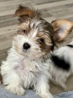 Yorkshire Terrier Puppies for sale in Fort Collins, Colorado. price: $1,000