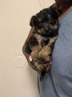 Yorkshire Terrier Puppies for sale in Miami Gardens, Florida. price: $650