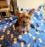 Yorkshire Terrier Puppies for sale in Aiken, South Carolina. price: $4,000