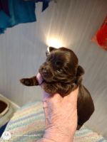 Yorkshire Terrier Puppies for sale in Hinton, West Virginia. price: $2,000