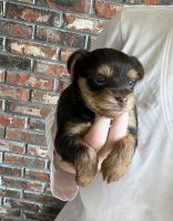 Yorkshire Terrier Puppies for sale in Marianna, Florida. price: $1,500