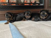 Yorkshire Terrier Puppies for sale in St. Louis, Missouri. price: NA