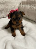 Yorkshire Terrier Puppies for sale in Milwaukee, Wisconsin. price: $500