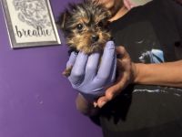 Yorkshire Terrier Puppies for sale in Bowie, Maryland. price: $1,500